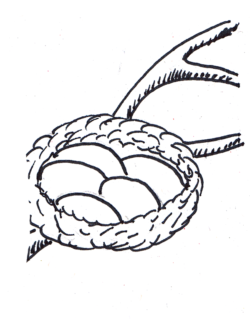 10. Wildzeichen sammeln und verarbeiten.