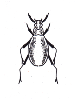 8. Zehn Insekten des Waldes kennen.