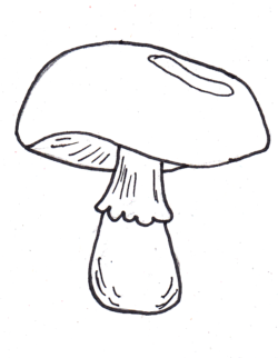 4. Zehn Pilze kennen.